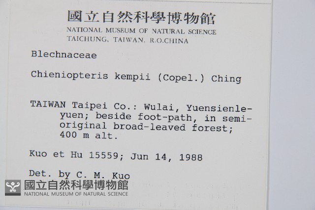 裂羽崇澍蕨藏品圖，第2張