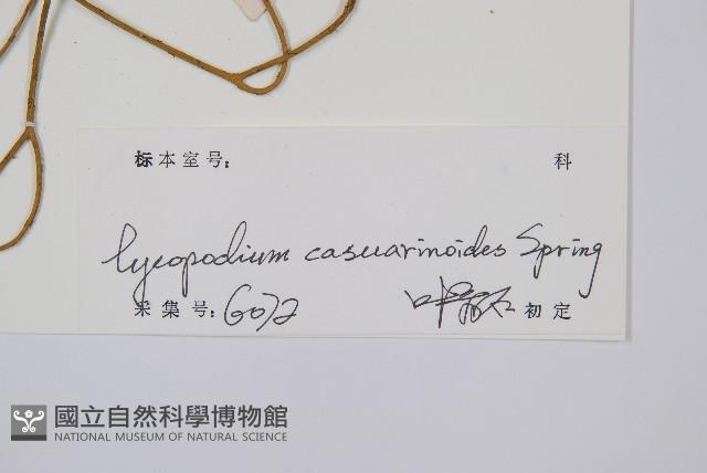 木賊葉石松藏品圖，第2張