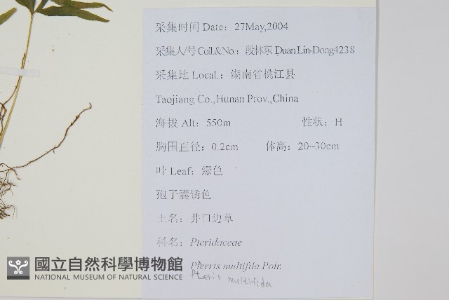 鳳尾蕨藏品圖，第2張