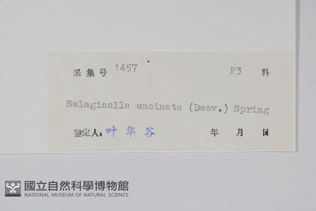 翠雲草、藍草藏品圖，第2張