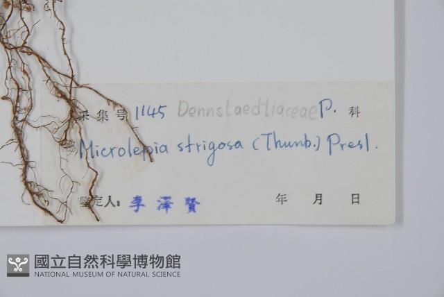 粗毛鱗蓋蕨藏品圖，第2張