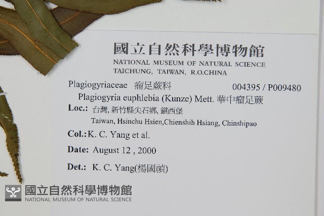 華中瘤足蕨藏品圖，第2張