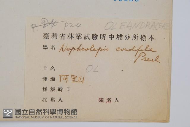 腎蕨藏品圖，第2張