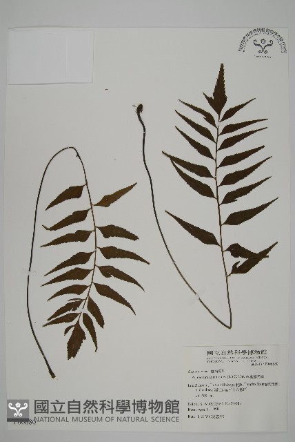 革葉鐵角蕨藏品圖，第1張