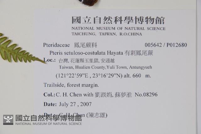 有刺鳳尾蕨藏品圖，第2張