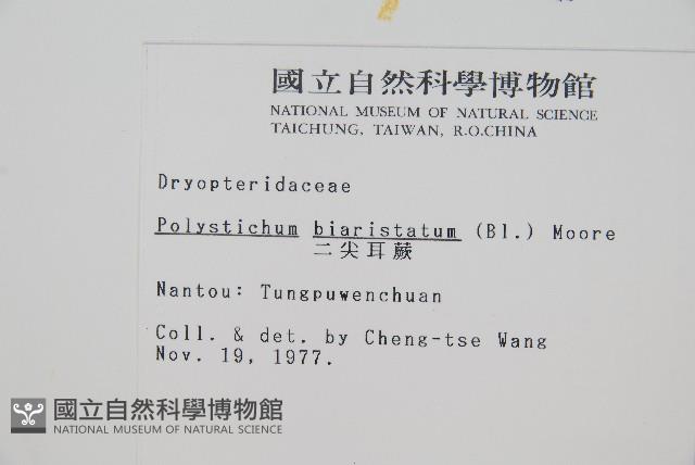 二尖耳蕨藏品圖，第2張