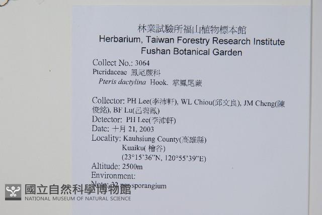 掌鳳尾蕨藏品圖，第2張