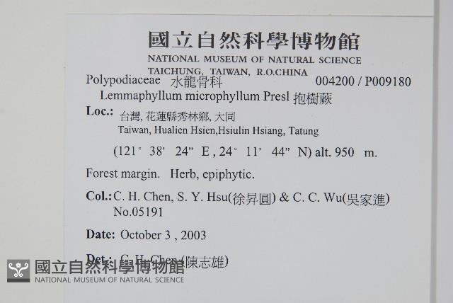 抱樹蕨、伏石蕨藏品圖，第2張