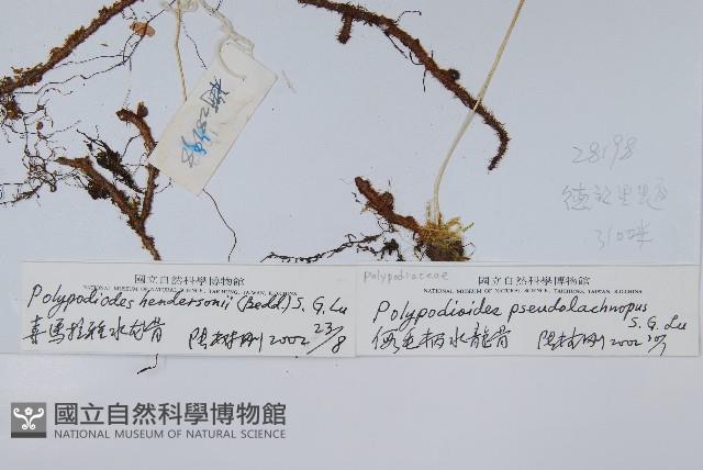 喜馬拉雅水龍骨藏品圖，第2張