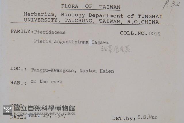 細葉鳳尾蕨藏品圖，第2張