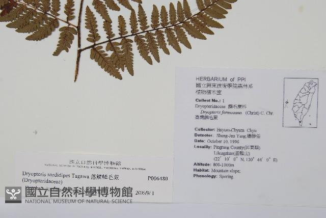 落鱗鱗毛蕨藏品圖，第2張