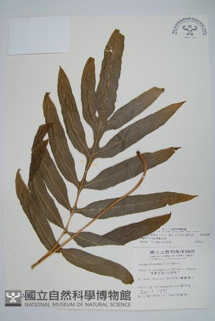 大線蕨藏品圖，第1張