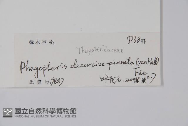 翅軸假金星蕨、短柄卵果蕨藏品圖，第2張