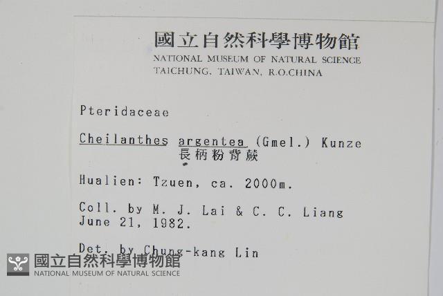 長柄粉背蕨藏品圖，第2張