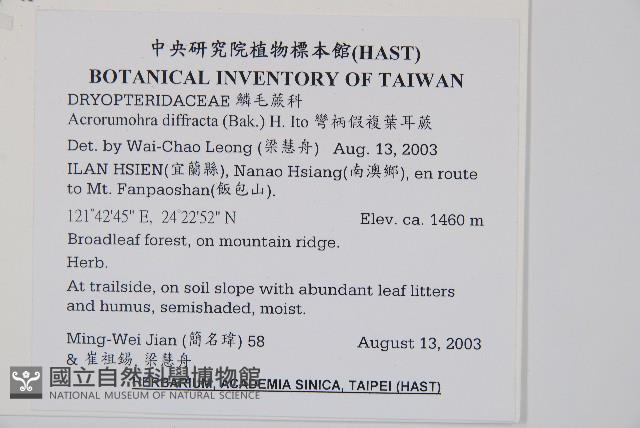 彎柄假複葉耳蕨藏品圖，第2張