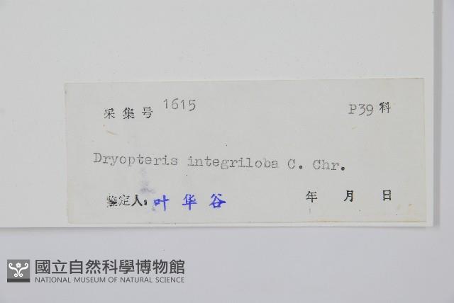 蓬萊鱗毛蕨藏品圖，第2張