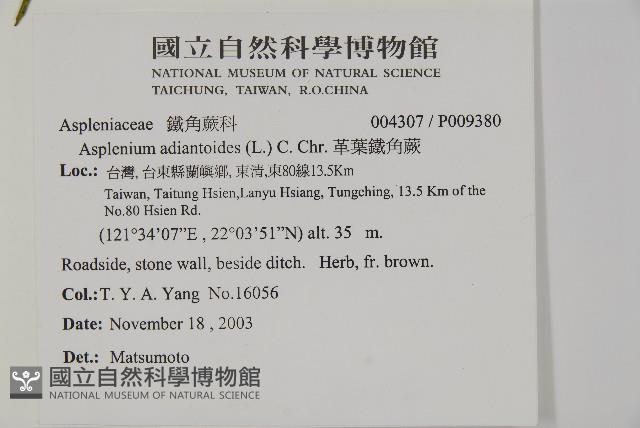 革葉鐵角蕨藏品圖，第2張