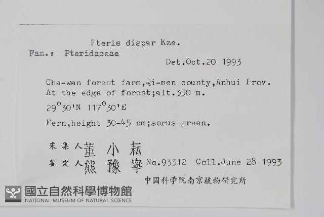 天草鳳尾蕨藏品圖，第2張