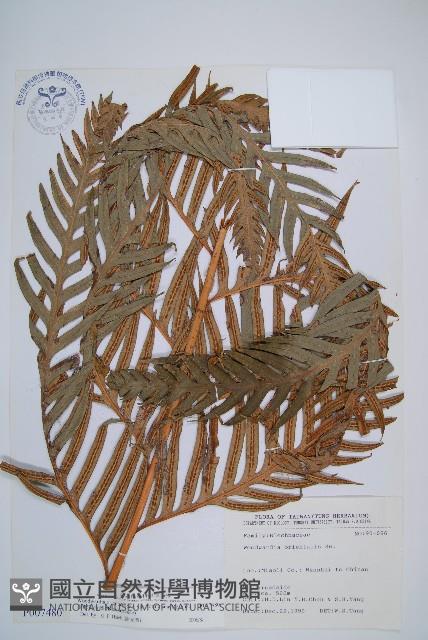 臺灣狗脊蕨藏品圖，第1張