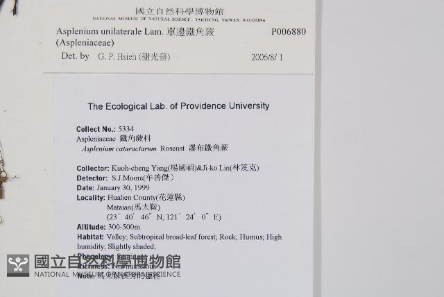 單邊鐵角蕨藏品圖，第2張