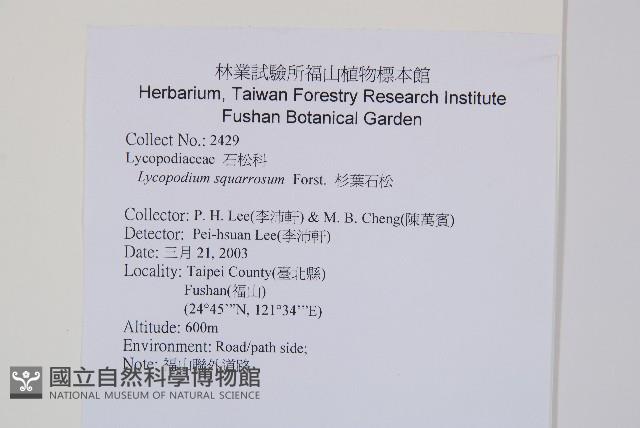 杉葉石松藏品圖，第2張