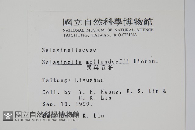 異葉卷柏藏品圖，第2張
