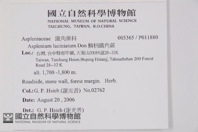 鱗柄鐵角蕨藏品圖，第2張