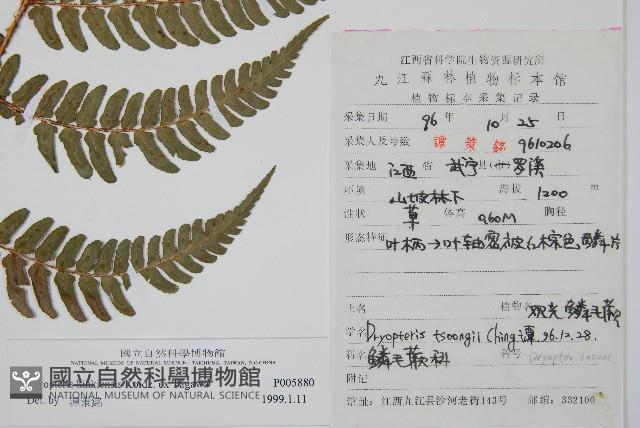 金鶴鱗毛蕨藏品圖，第2張