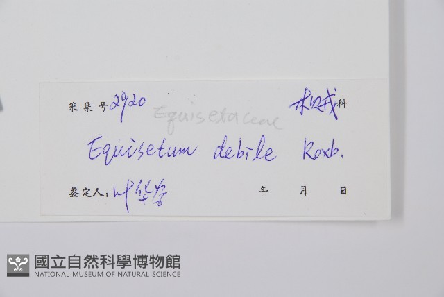 芼管草藏品圖，第2張