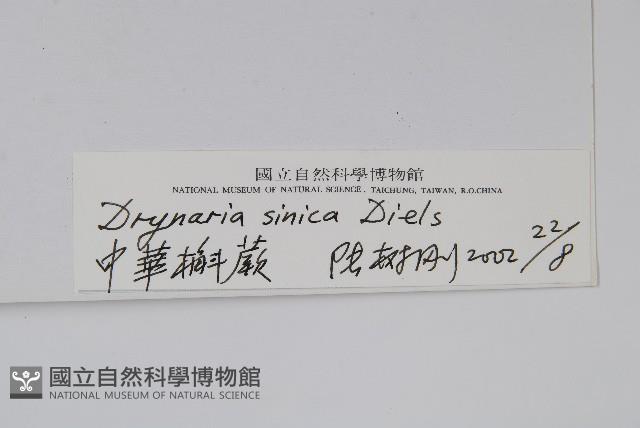 中華槲蕨藏品圖，第2張