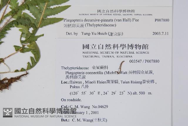 翅軸假金星蕨、短柄卵果蕨藏品圖，第2張