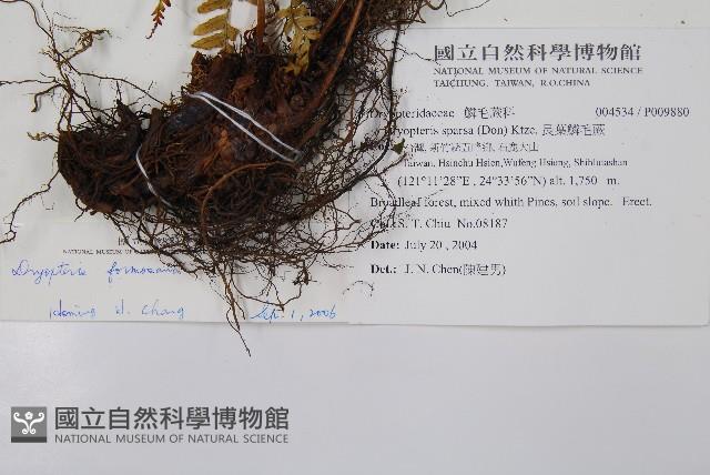 臺灣鱗毛蕨藏品圖，第2張