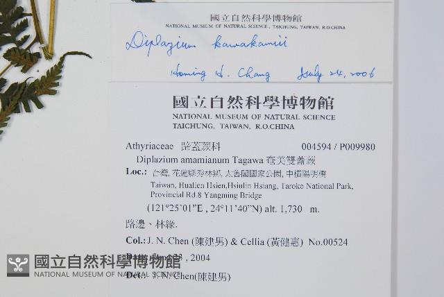 川上氏雙蓋蕨藏品圖，第2張