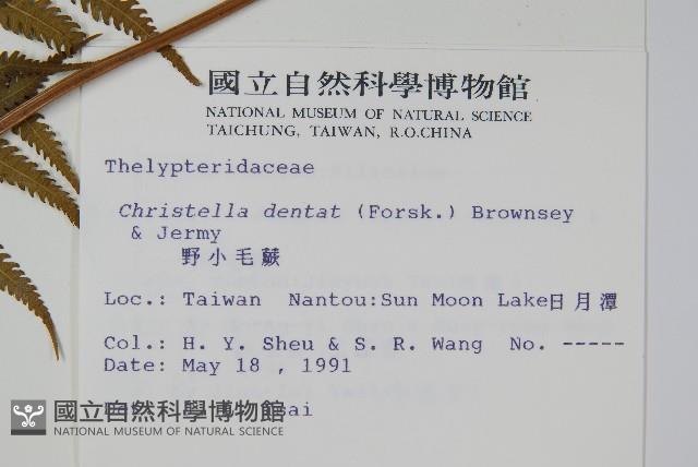 野小毛蕨藏品圖，第2張