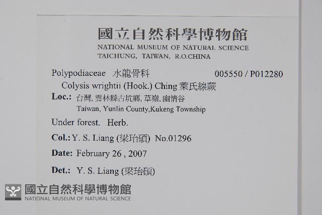 萊氏線蕨藏品圖，第2張