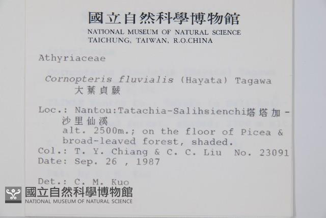 大葉貞蕨藏品圖，第2張