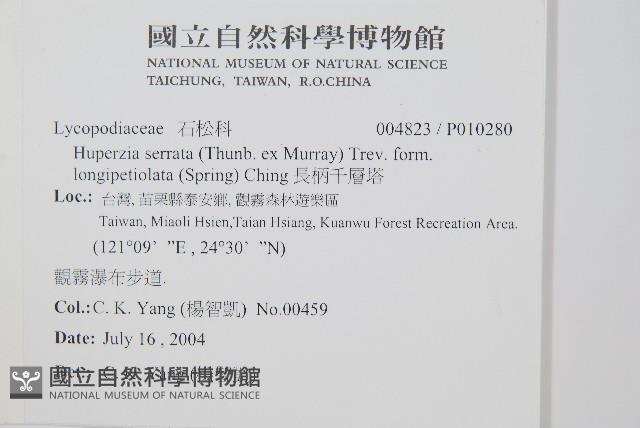 長柄千層塔藏品圖，第2張