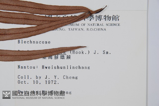 蘇鐵蕨藏品圖，第2張