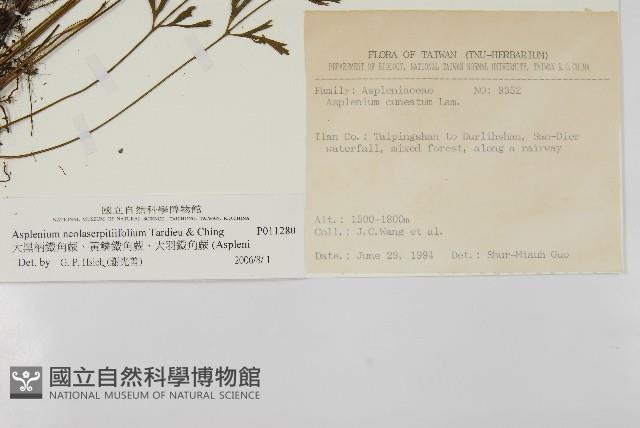 大黑柄鐵角蕨、黃鱗鐵角蕨、大羽鐵角蕨藏品圖，第2張