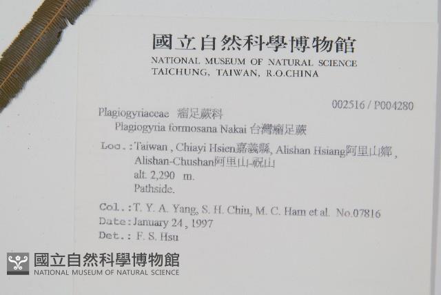 台灣瘤足蕨藏品圖，第2張