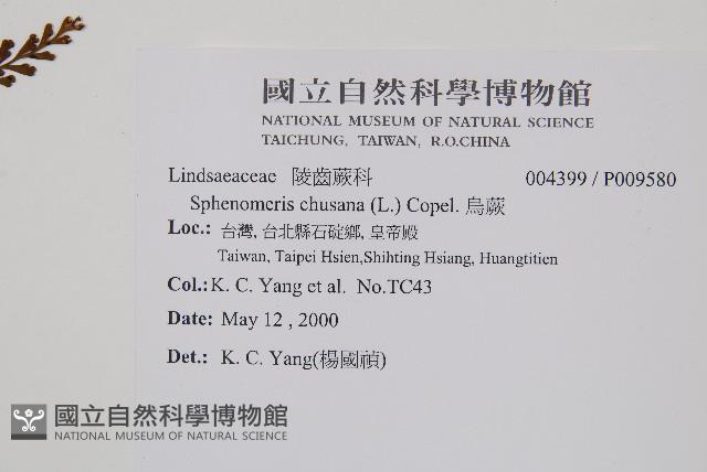 烏蕨藏品圖，第2張