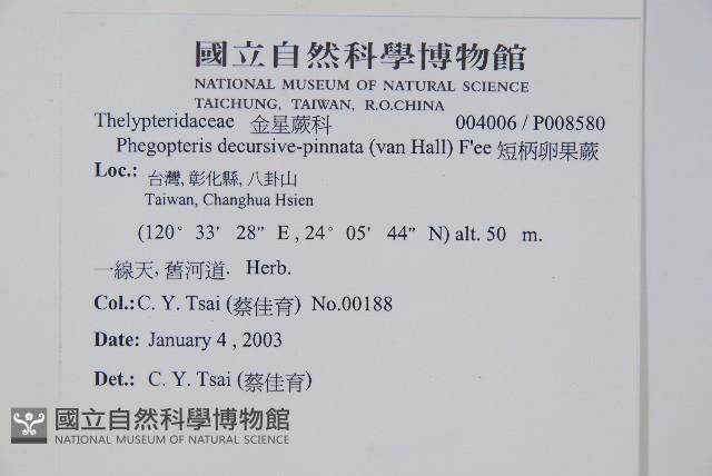 翅軸假金星蕨、短柄卵果蕨藏品圖，第2張
