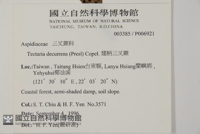 翅柄三叉蕨藏品圖，第5張