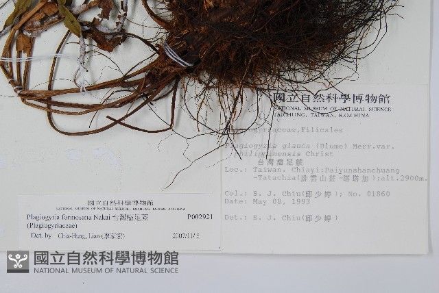 台灣瘤足蕨藏品圖，第2張