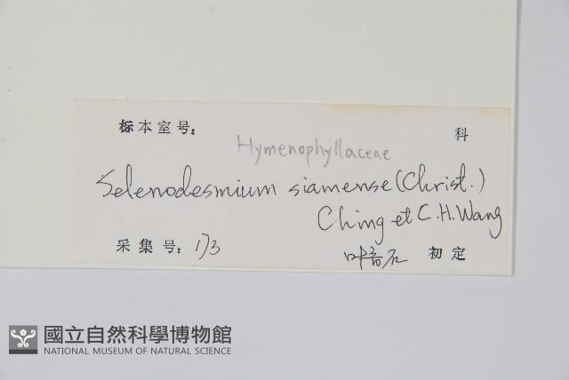 廣西長筒蕨藏品圖，第2張