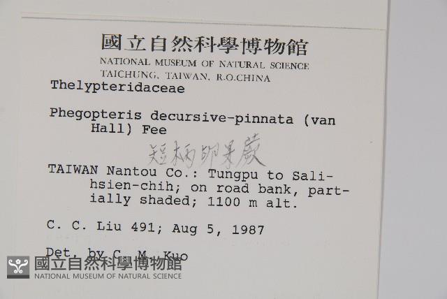 翅軸假金星蕨、短柄卵果蕨藏品圖，第2張