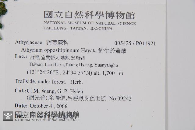 對生蹄蓋蕨藏品圖，第2張