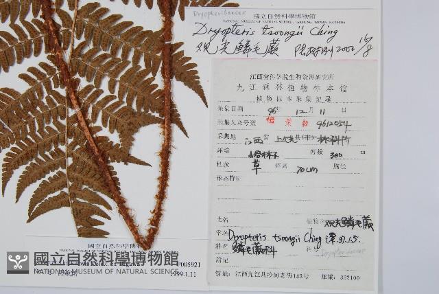 觀光鱗毛蕨藏品圖，第2張