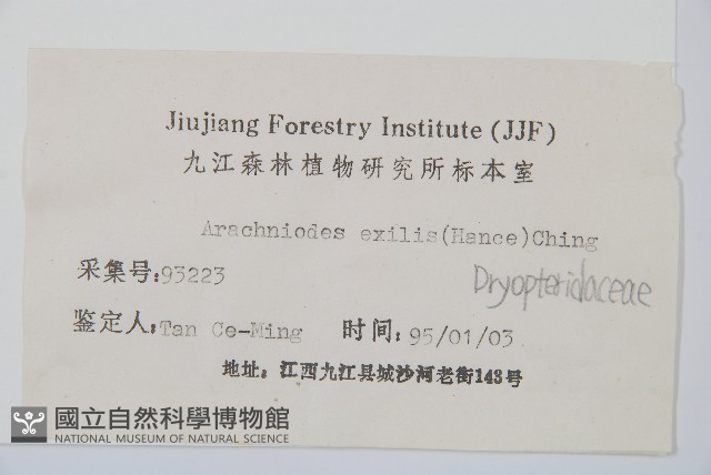 斜方複葉耳蕨藏品圖，第2張
