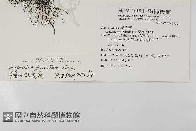 鐮葉鐵角蕨藏品圖，第5張